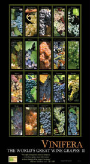 Wine Poster, Vinifera wine grape education cards,wine posters,wine calendars and wine guides for wine tasting and wine education.
