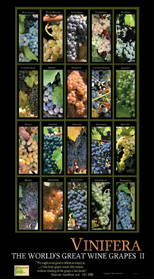 wine poster