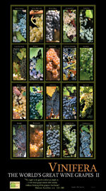 Wine cards, wine calendars, wine guides for wine tasting and wine education,ghigo press