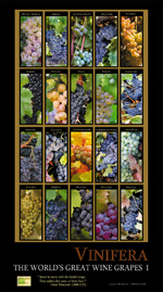 Wine cards, wine calendars, wine guides for wine tasting and wine education.,ghigo press